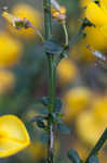 Scotch broom